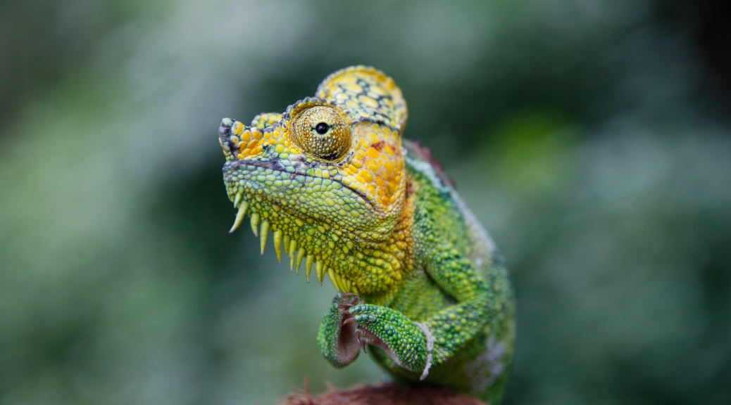 best places to film reptiles in uganda