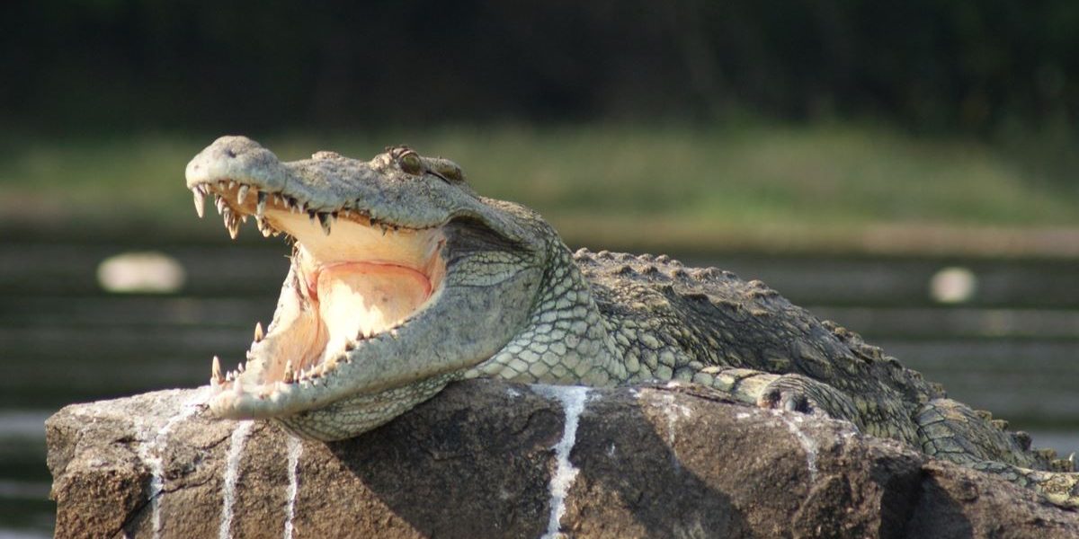 crocodile filming in Uganda