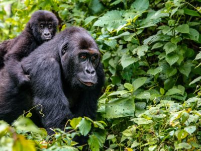3 Days Budget Rwanda Gorilla Safari starting in Kigali City
