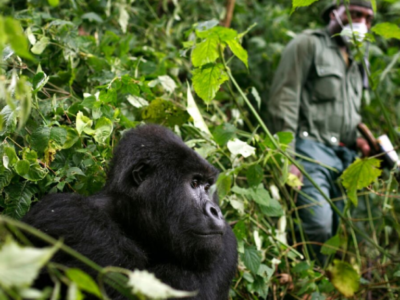 Best place to trek mountain Gorillas in east Africa