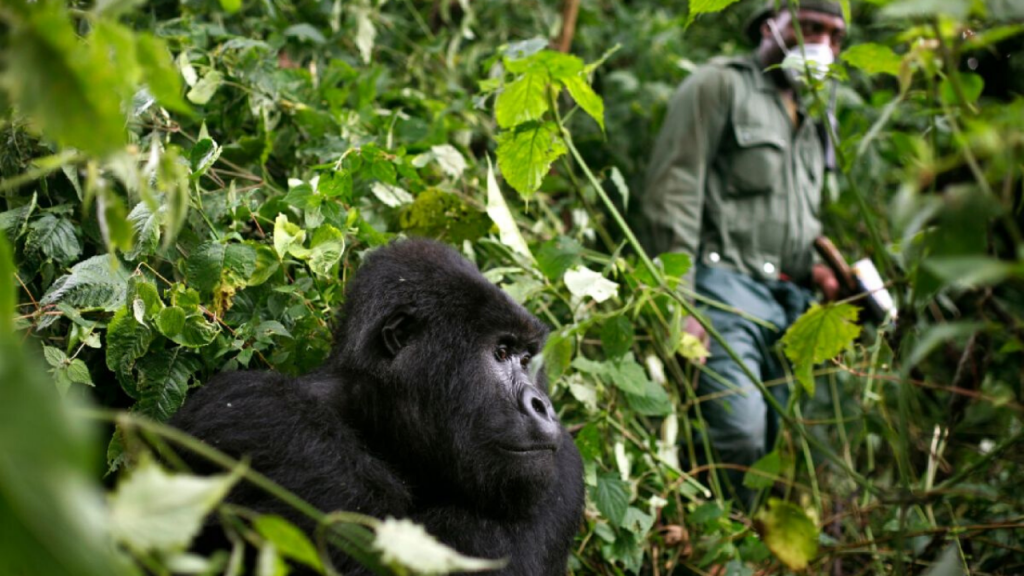 Best place to trek mountain Gorillas in east Africa