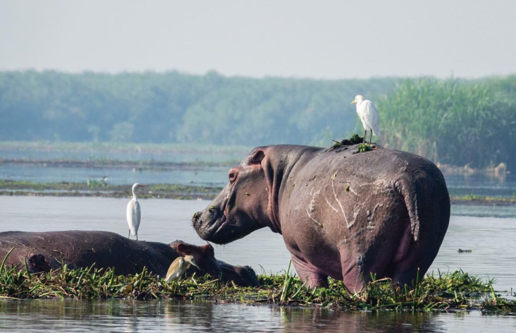 Best to visit Murchison Falls National Park