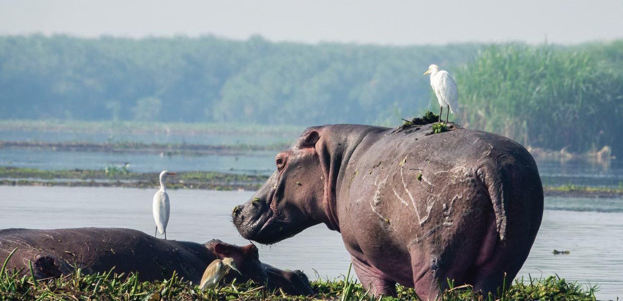 Best to visit Murchison Falls National Park