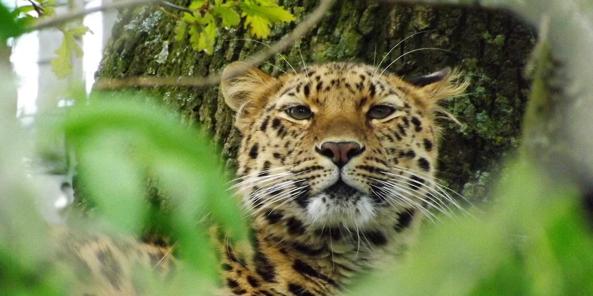 Leopard filming in Kidepo Valley National Park