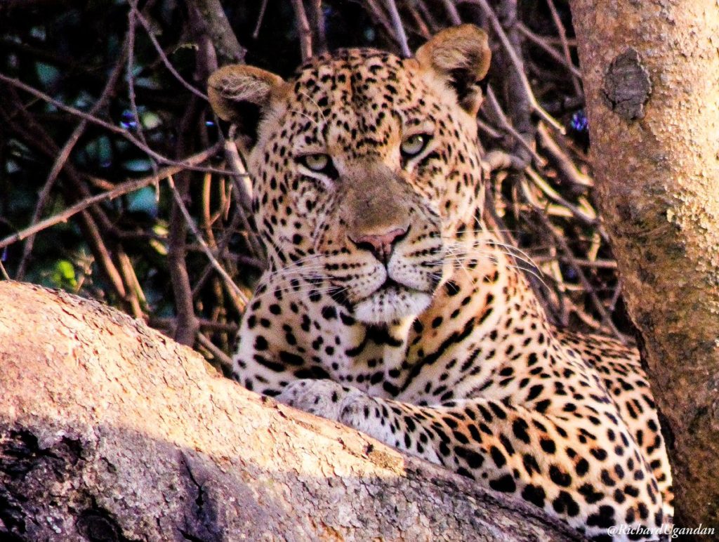 Leopard filming in Murchison Falls national Park
