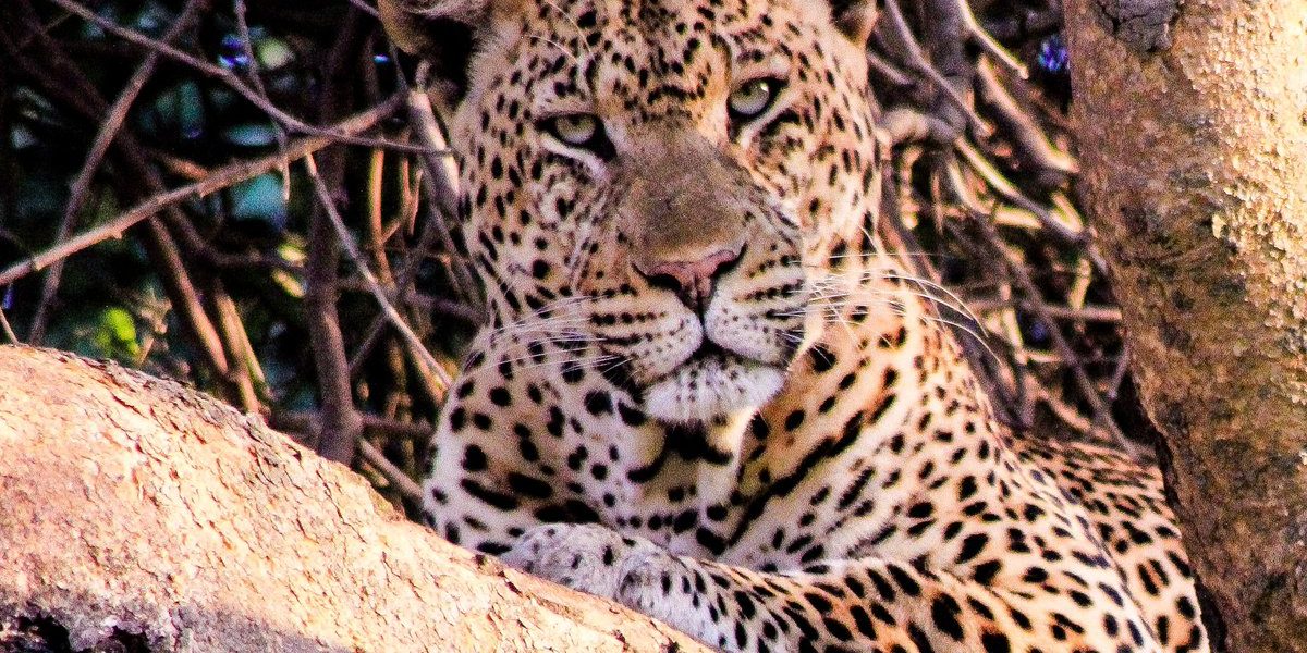 Leopard filming in Murchison Falls national Park