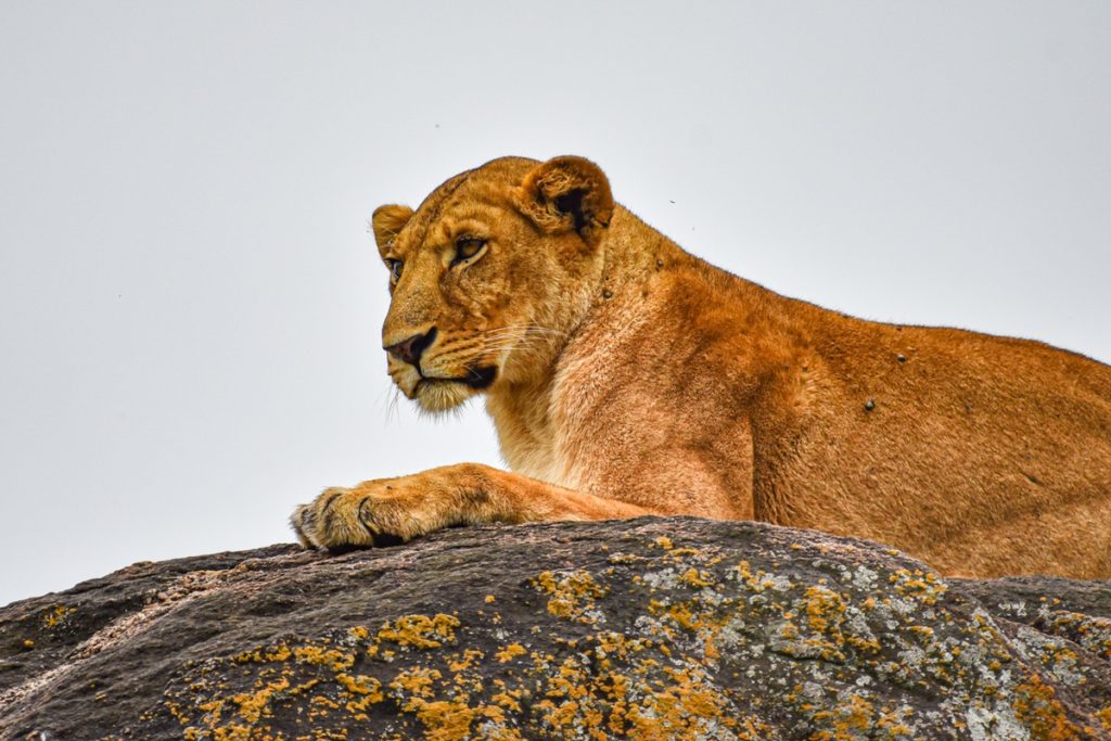 Lion Filming in Kidepo Valley National Park