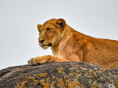 Lion Filming in Kidepo Valley National Park