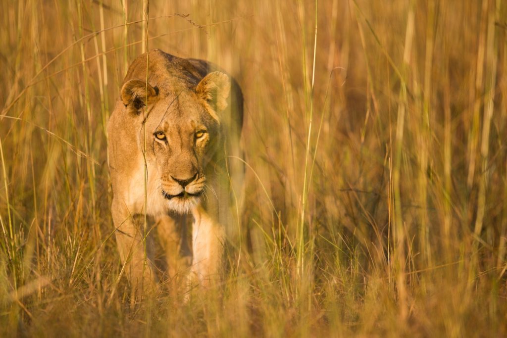 Planning a safari during COVID-19 times