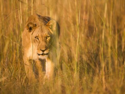 Planning a safari during COVID-19 times