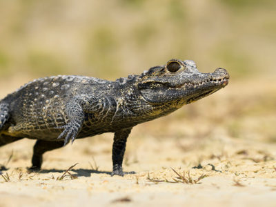 Pygmy Crocodile Filming In Kidepo Valley National Park