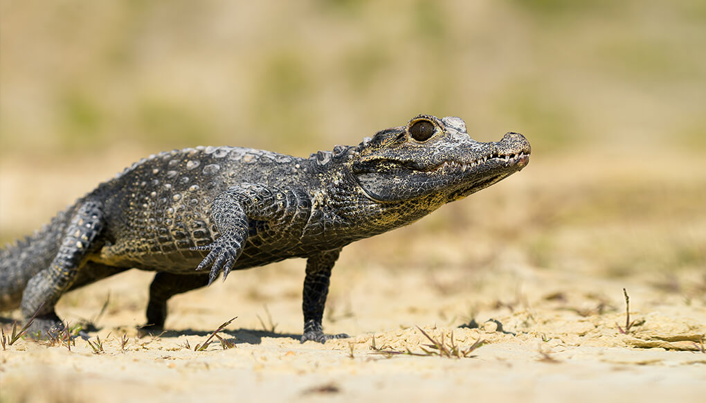 Pygmy Crocodile Filming In Kidepo Valley National Park