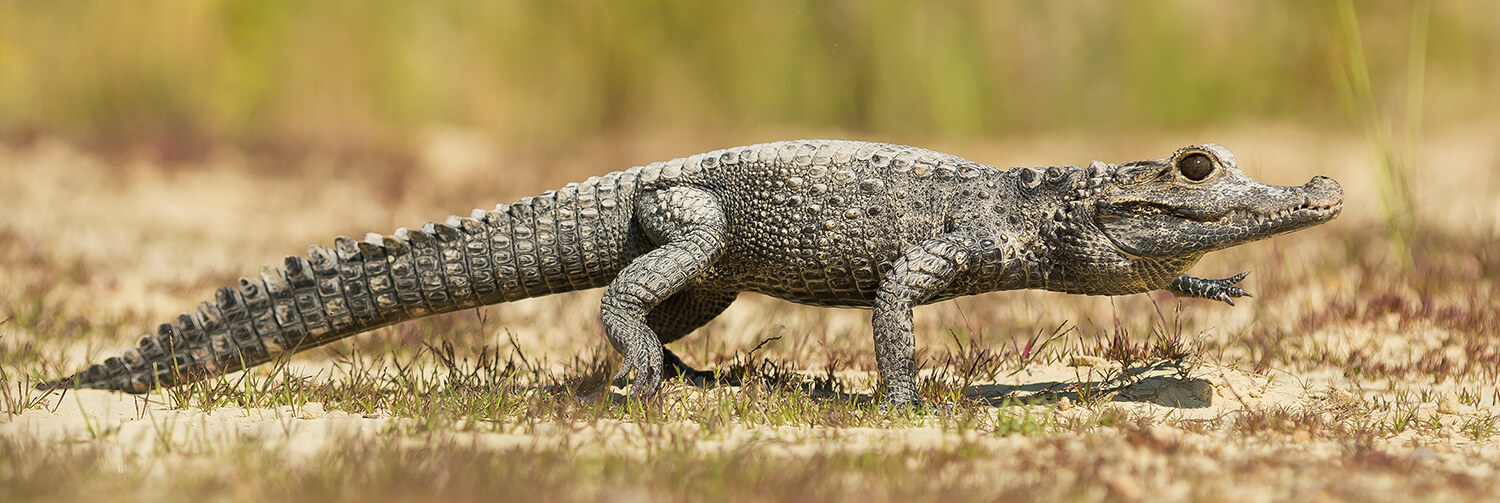 Pygmy Nile Crocodile