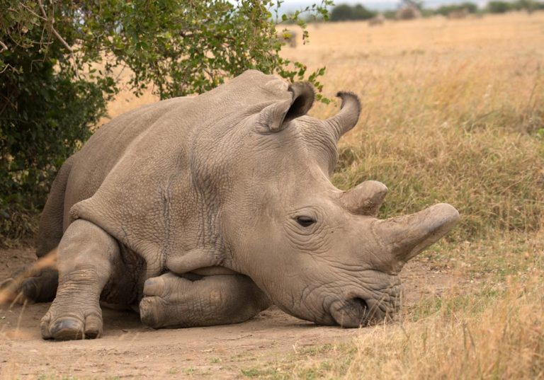 The Last Northern White Rhino Profile - All about the Last N.White Rhinos