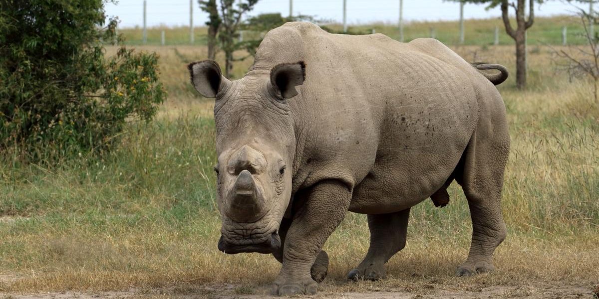 The Last Northern White Rhino Profile