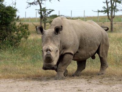 The Last Northern White Rhino Profile