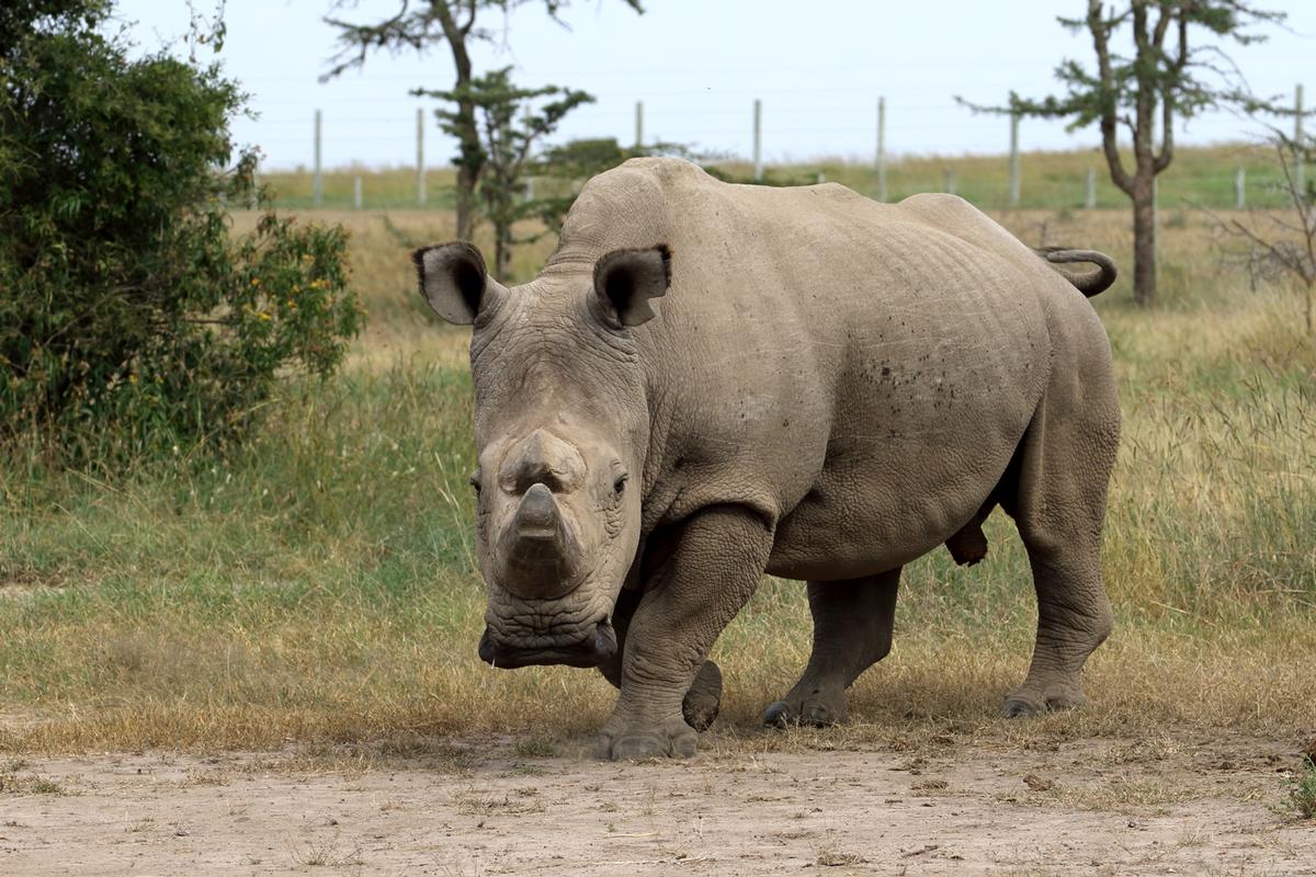 The Last Northern White Rhino Profile