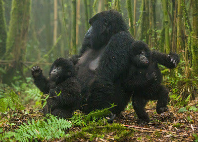 how long is a gorilla Safari?
