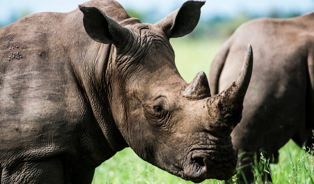 2 Days Zziwa Rhino & Shoebill Tracking Safari