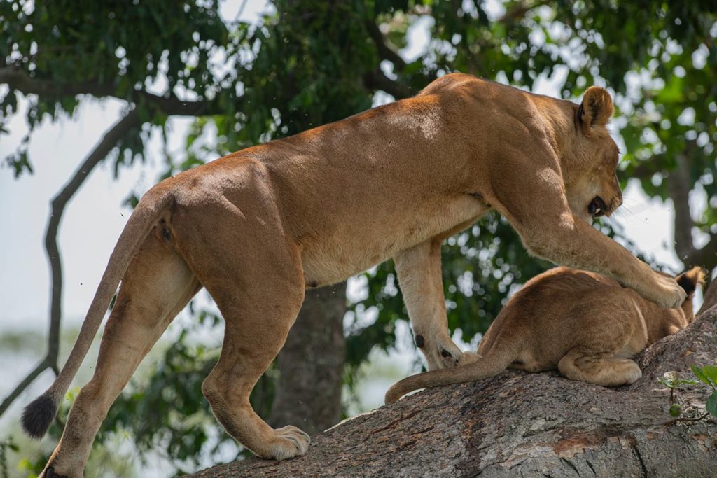 Best Place to see lions In Uganda