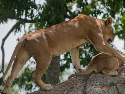 Best Place to see lions In Uganda