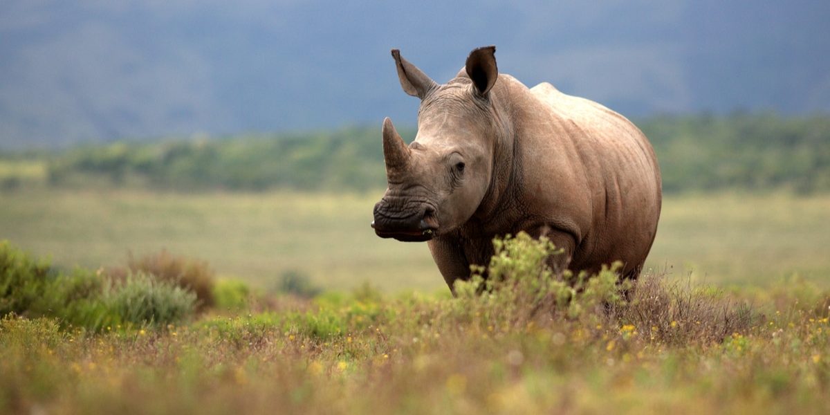 Best place to see rhinos in East Africa
