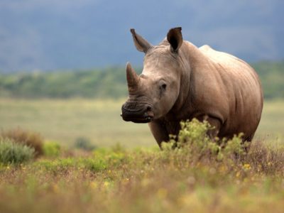 Best place to see rhinos in East Africa