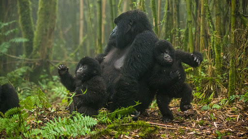 Gorilla trekking Honeymoon Holidays
