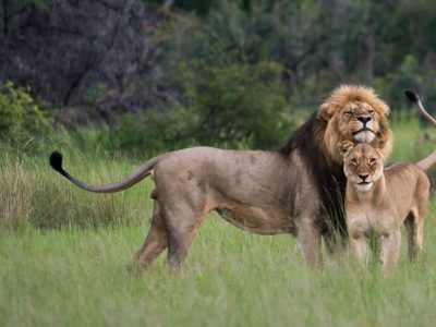 Lions In Queen elizabeth National Park