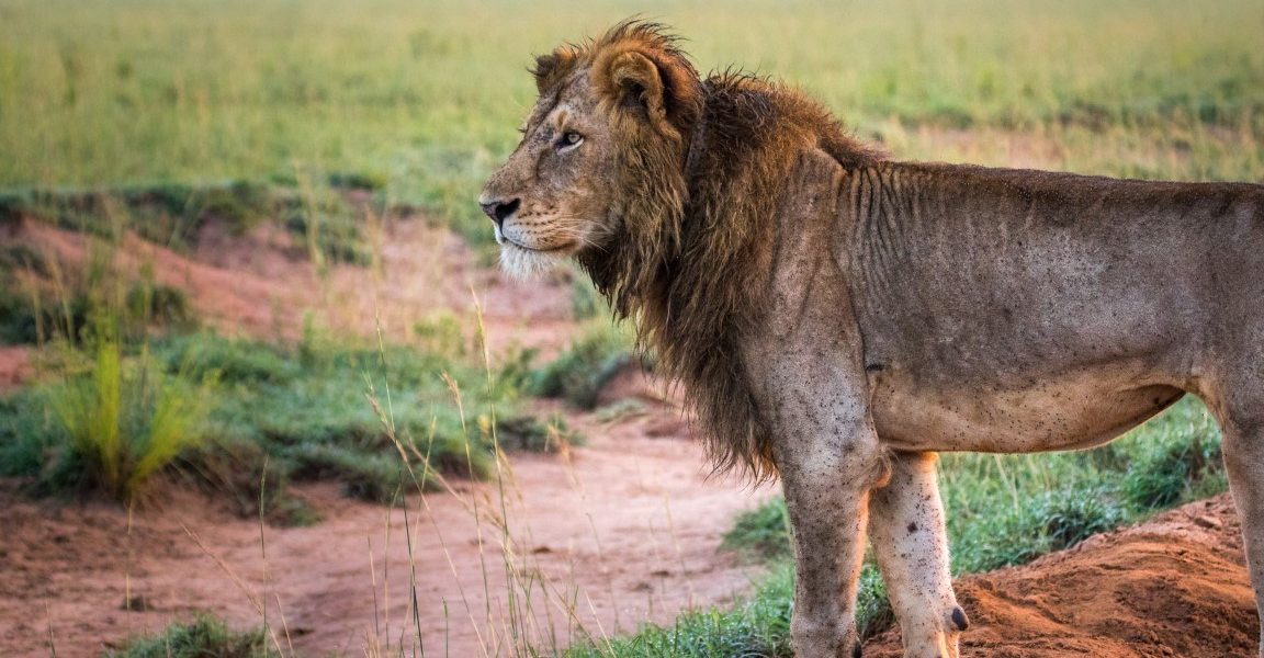 Lions in Murchison Falls National Park