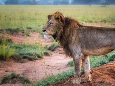 Lions in Murchison Falls National Park