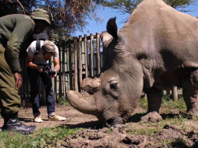 Rhino filming in Kenya