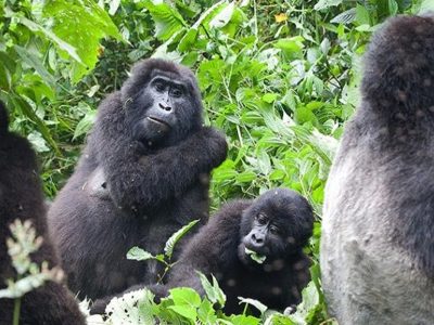 Rwanda Gorilla and Tanzania Safari
