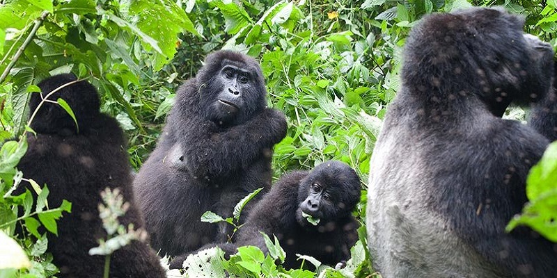 Rwanda Gorilla and Tanzania Safari