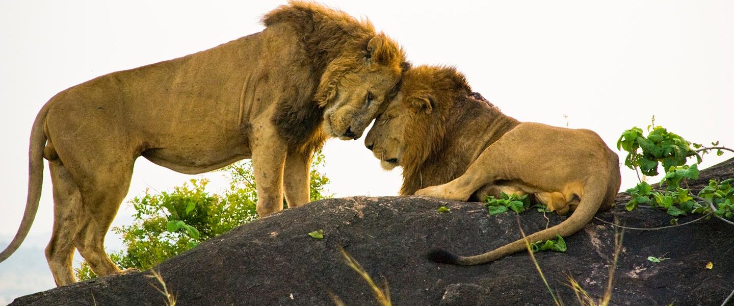 lions in Kidepo valley national Park