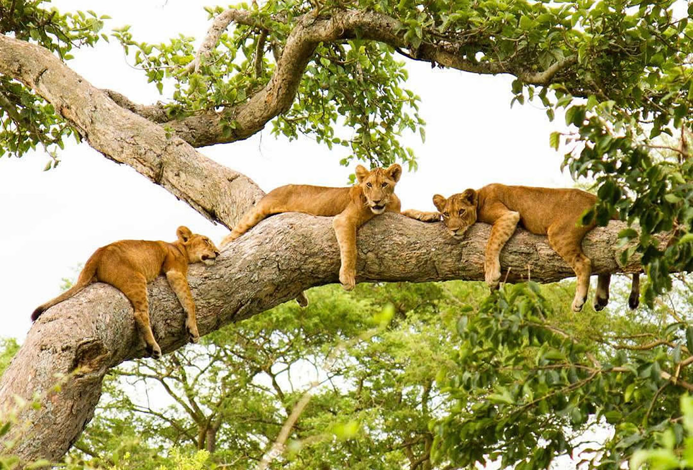 tree-climbing-lions-ishasha - Lions in Queen elizabeth National Park