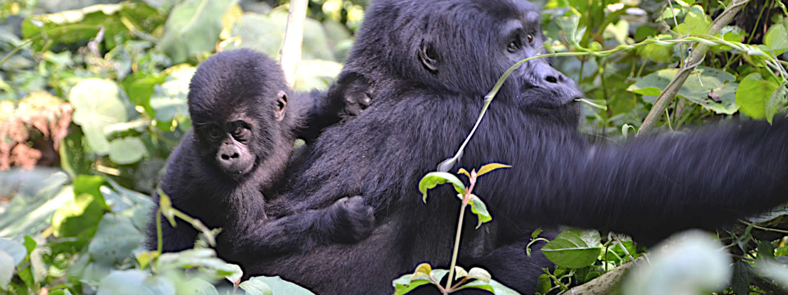5 Days Gorillas twice in Uganda