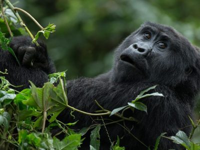 Best time to trek gorillas