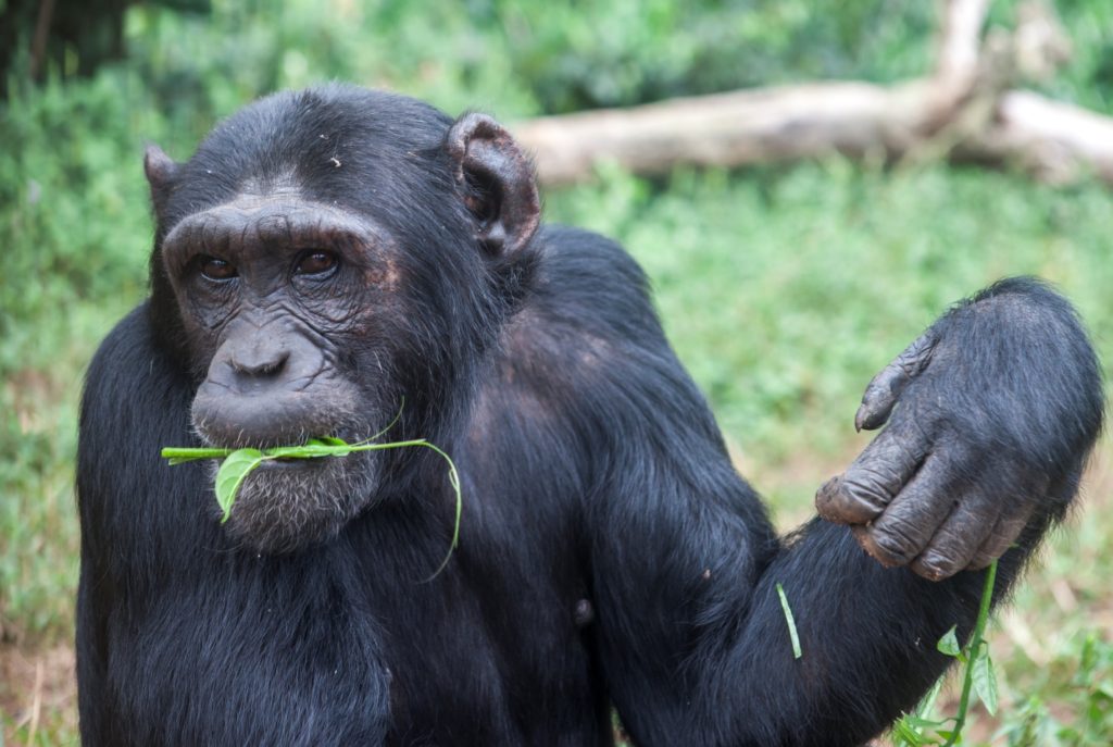 Chimpanzee Filming on Ngamba Island