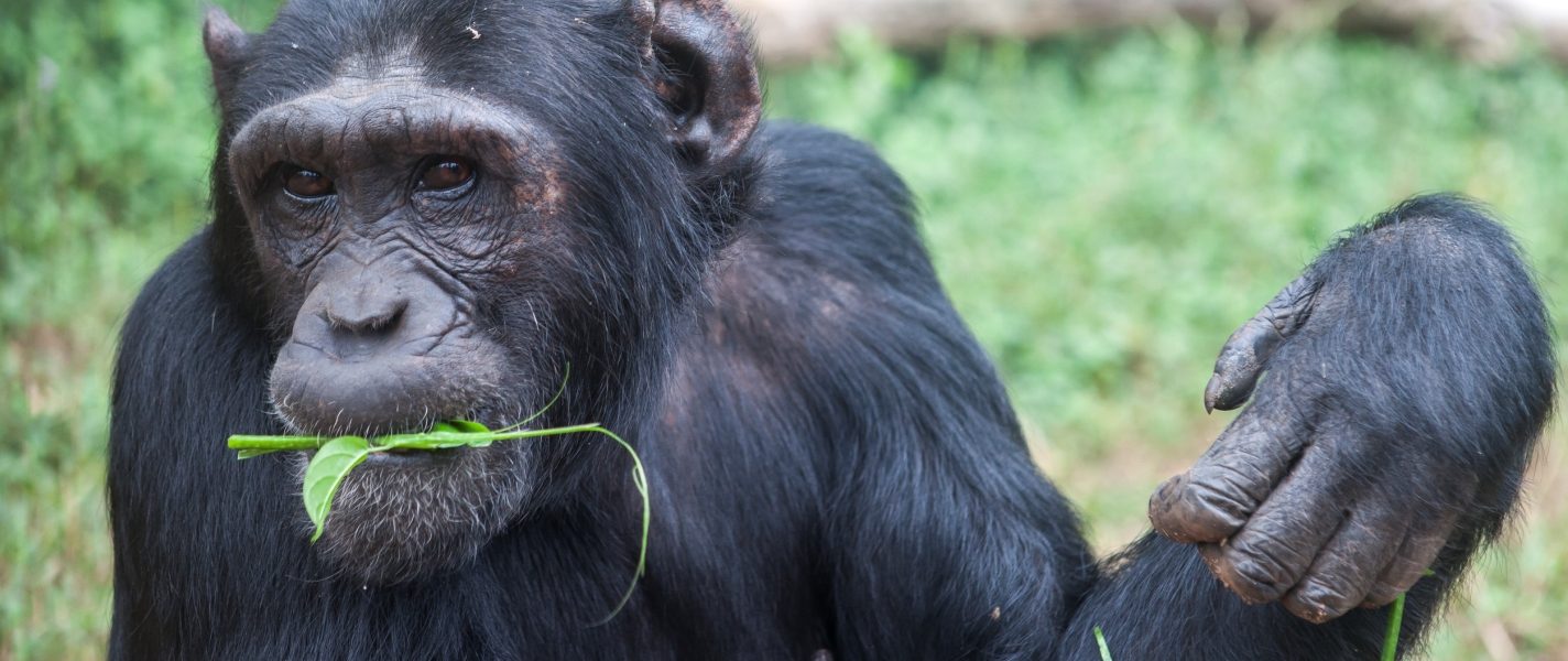 Chimpanzee Filming on Ngamba Island