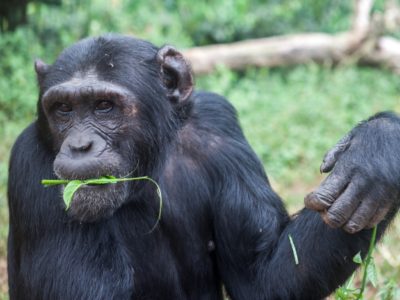 Chimpanzee Filming on Ngamba Island