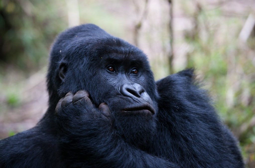Discounted Gorilla Permits at $400