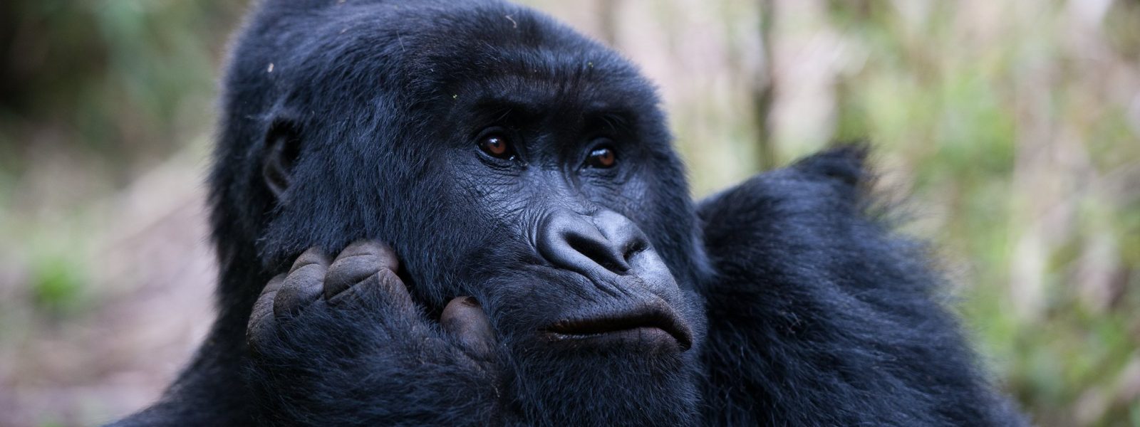 Discounted Gorilla Permits at $400