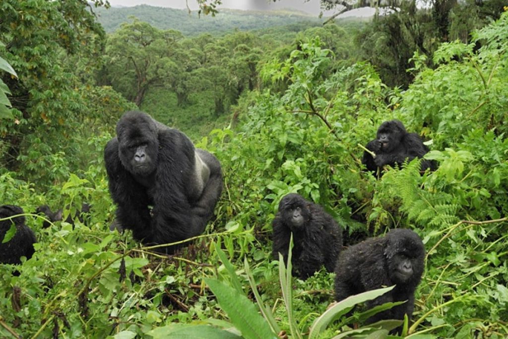 Gorilla permits in Uganda