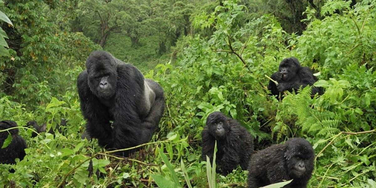 Gorilla permits in Uganda