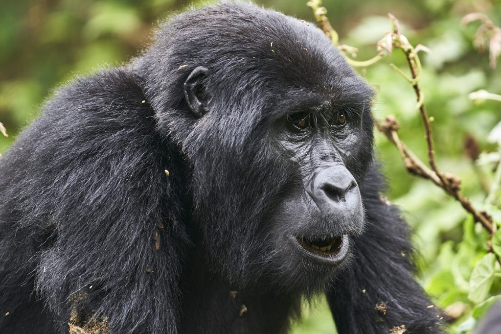 Planning a Budget Gorilla Safari with Realm Africa Safaris