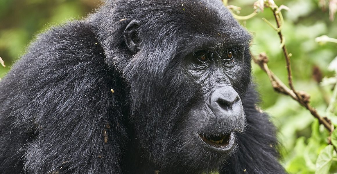 Planning a Budget Gorilla Safari with Realm Africa Safaris