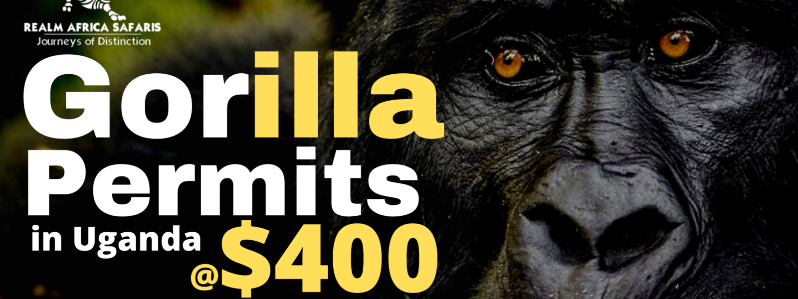 Gorilla Permit Prices for 2021