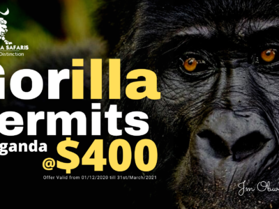 Gorilla Permit Prices for 2021