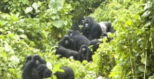 Uganda Gorilla Permits now at 400